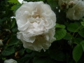 rosa-x-alba