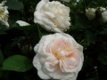 white-rose-of-york