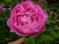 mme-pierre-oger