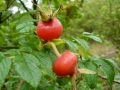 rosa-centifolia-hybride-julia-de-mersan