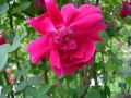 gloire-des-rosomanes1