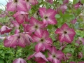 Clematis viticella 'I Am Happy'