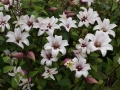 Clematis texensis 'Princess Kate'