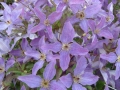 Clematis viticella 'Sunny Sky'