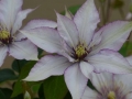 Clematis Boulevard®Samaritan Jo™