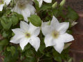 Clematis-Guernsey-Flute-EviGsy153-6