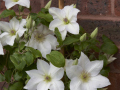 Clematis-Guernsey-Flute-EviGsy153-7