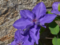 Clematis-LindsayTM-EviGsy152PBR-1