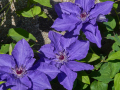 Clematis-LindsayTM-EviGsy152PBR-4