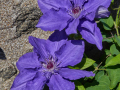 Clematis-LindsayTM-EviGsy152PBR-5