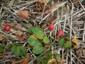 assemblage-des-beautes