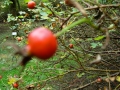 rosa-gallica-officinalis