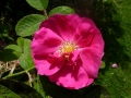 apothecary 's rose