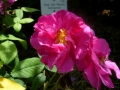 rosa-gallica-l