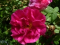 rosa-gallica-l