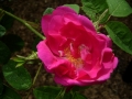 rosa-gallica-officinalis