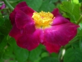 rosa-gallica-officinalis