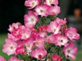 b_76 Phlox Meidiland  (ADR - Rose 2001)