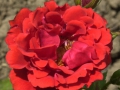 Marlena