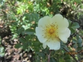 Rosa hugonis