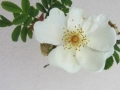 Rosa x Pteragonis