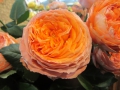 Orange Romantica