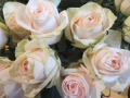 Wedding Rose