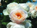 uetersenerklosterrose3