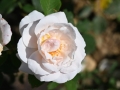 60_Rose_primee_Nyon_20_6_2022_5137