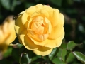 64_Rose_primee_Nyon_20_6_2022_5107