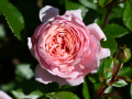 Nr-34-MR-137-BR-Rose-dor-de-Nyon-3