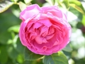 24_Rose_primee_Nyon_20_6_2022_5227