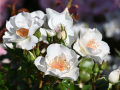 26-Floribunda-68-17-Merite_9207