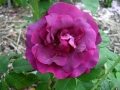 Rose-du-Roi-a-Fleur-Pourpres