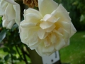 gardenia