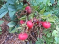 Rosa Rugosa var alba-Thunberg