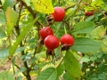 Rosa Rugosa-x-r. Nitida