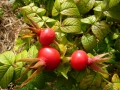 Rosa Rugosa Thunberg