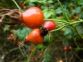 aronia-melanocarpa-var-elata-usa