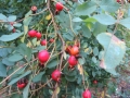 r-rugosa-x-r-nitida