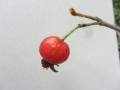 rosa-rubrifolia-glauca