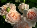 garden-of-roses-3