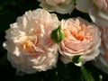 garden-of-roses